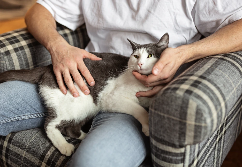 cameras to watch pets